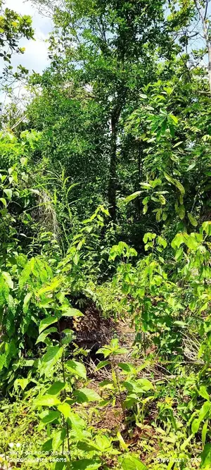 Massive Plots of Land for Sale at Abeokuta North