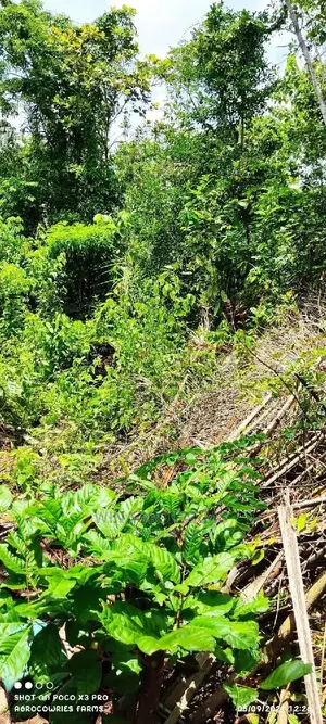 Massive Plots of Land for Sale at Abeokuta North