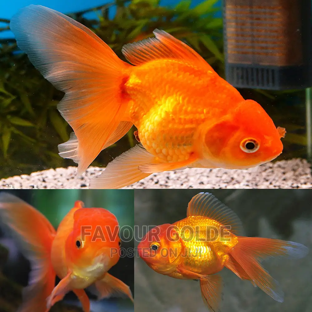 Oranda Gold