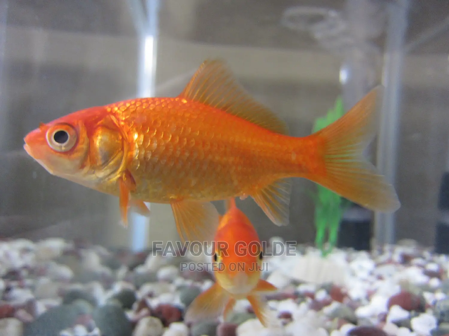 Imported Gold Fishs
