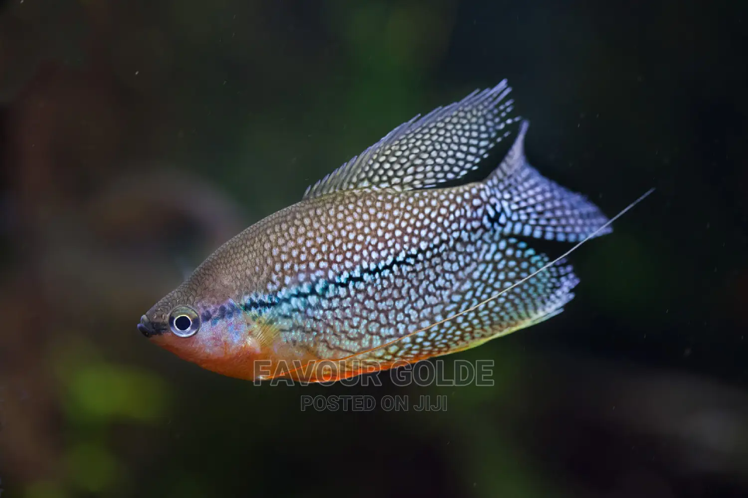 Pearl Guaramy