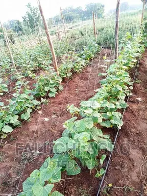 2m X 100m Staking Net for Cucumber