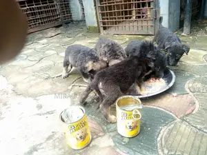 0-1 month Male Purebred German Shepherd