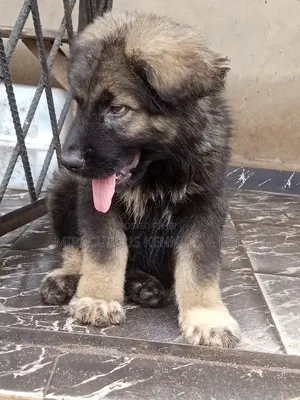 6-12 months Male Purebred Caucasian Shepherd