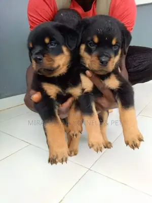 1-3 months Female Purebred Rottweiler
