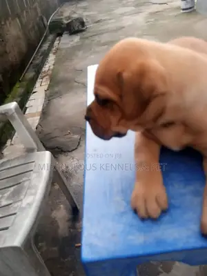 1-3 months Female Purebred Boerboel