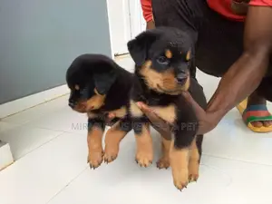 0-1 month Male Purebred Rottweiler