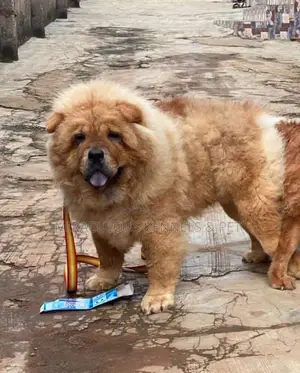 1-3 months Male Purebred Chow Chow