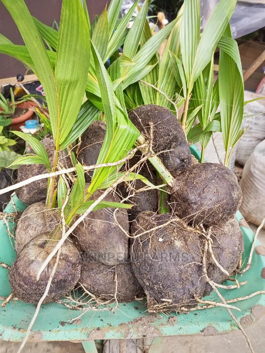 Malaysia-Dwarf Hybrid Coconut Seedlings.