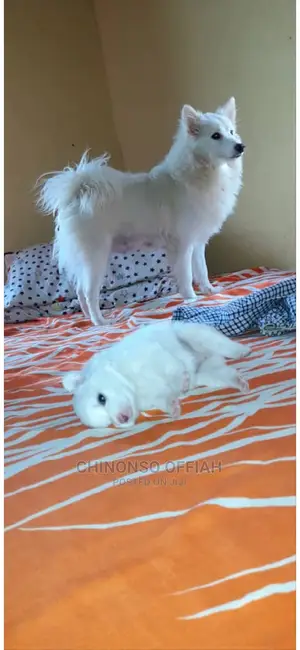0-1 month Male Purebred American Eskimo