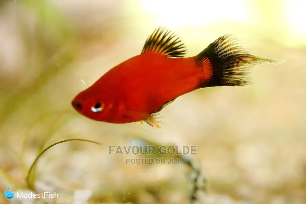 Platty Fish