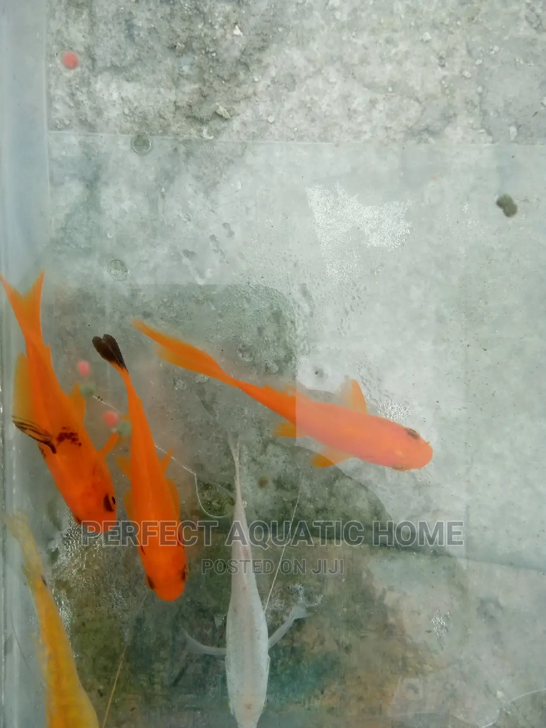 Gold Fishes Fresh Water