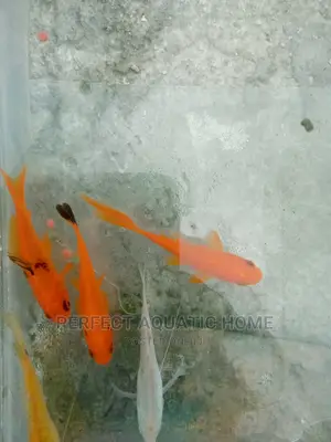 Gold Fishes Fresh Water
