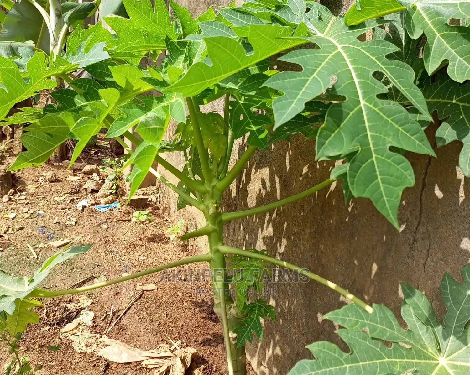 Dwarf Pawpaw Seedlings