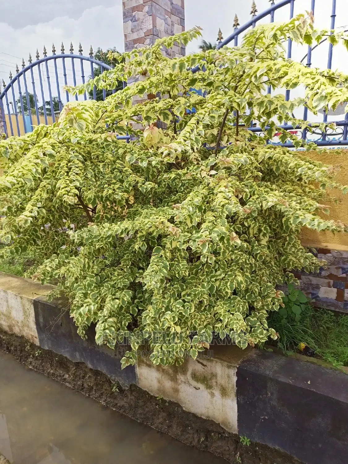 Landscaping and Weed Control Services