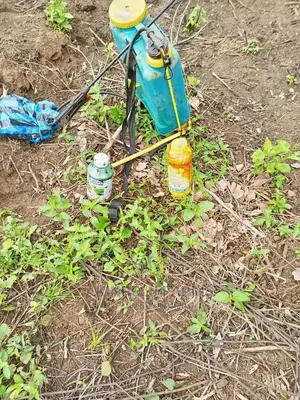Weed Control Services