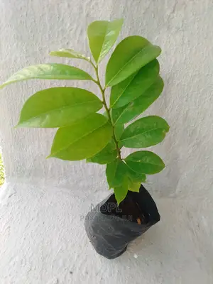 Soursop (Guanabana) Seedlings