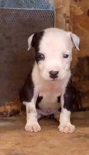 1-3 months Female Purebred American Pit Bull Terrier