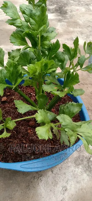 Celery Seeds