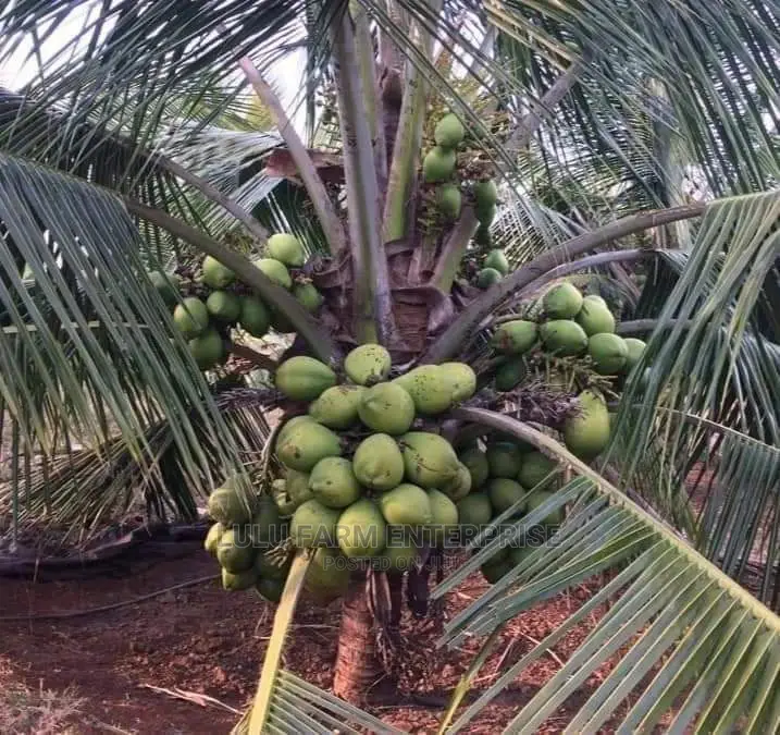 Coconut Seedlings