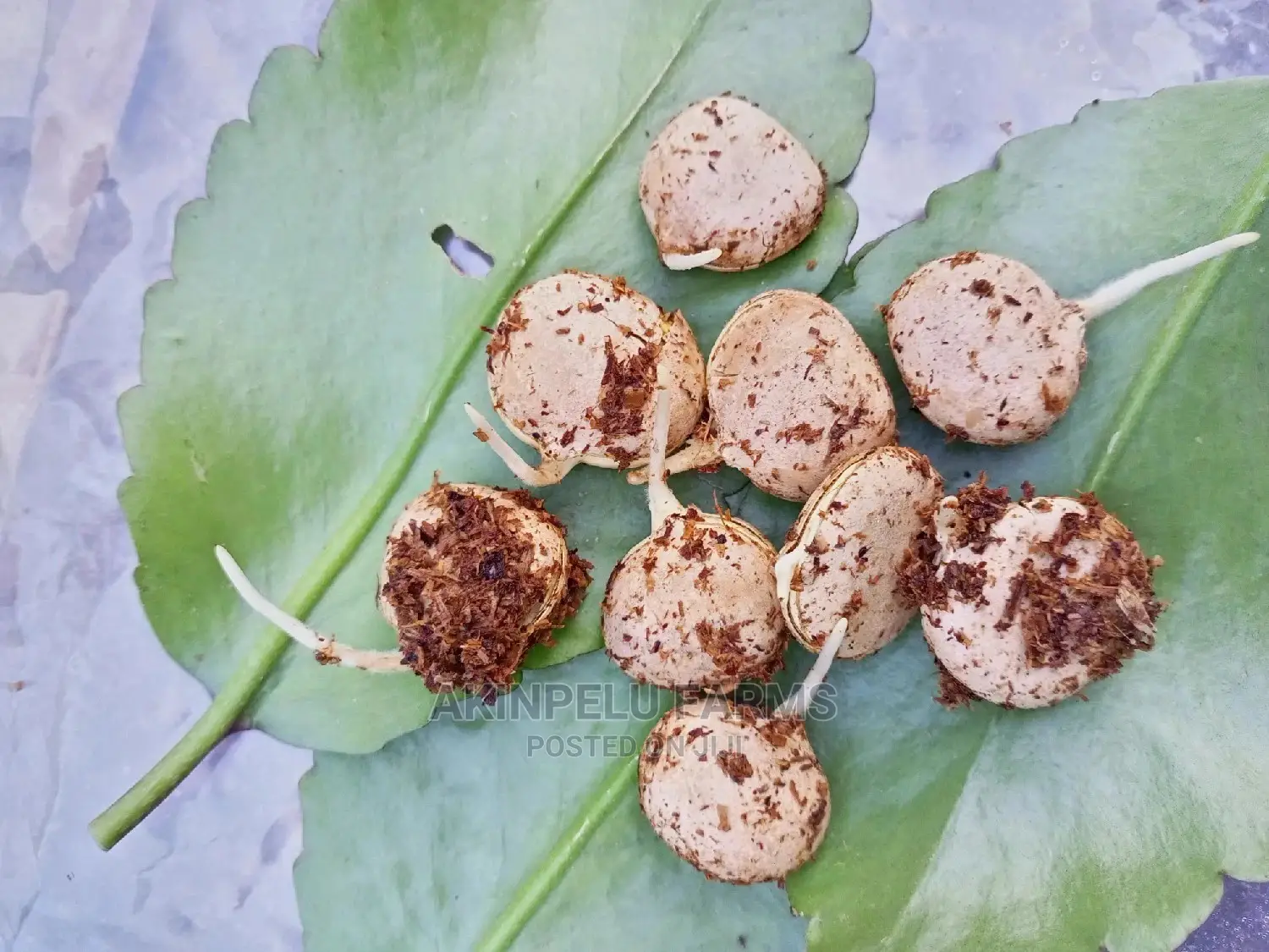 Sprouted Fluted Pumpkin(Ugwu) Seeds