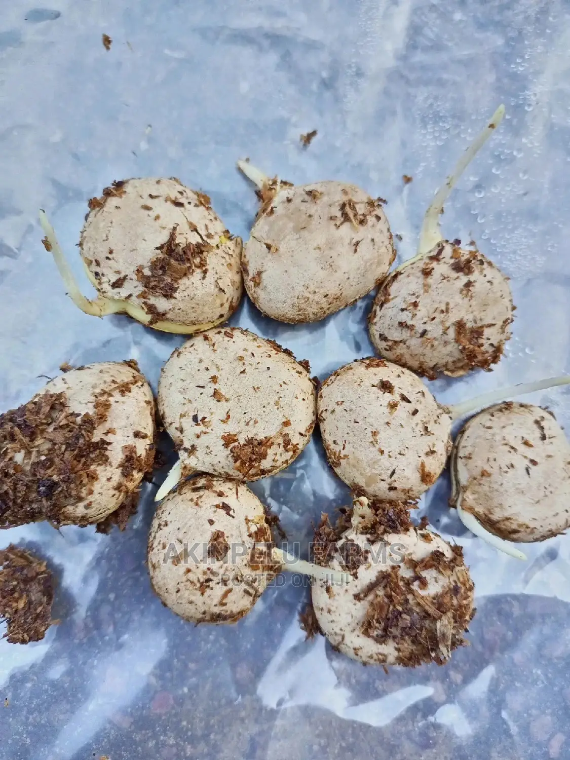 Sprouted Fluted Pumpkin(Ugwu) Seeds