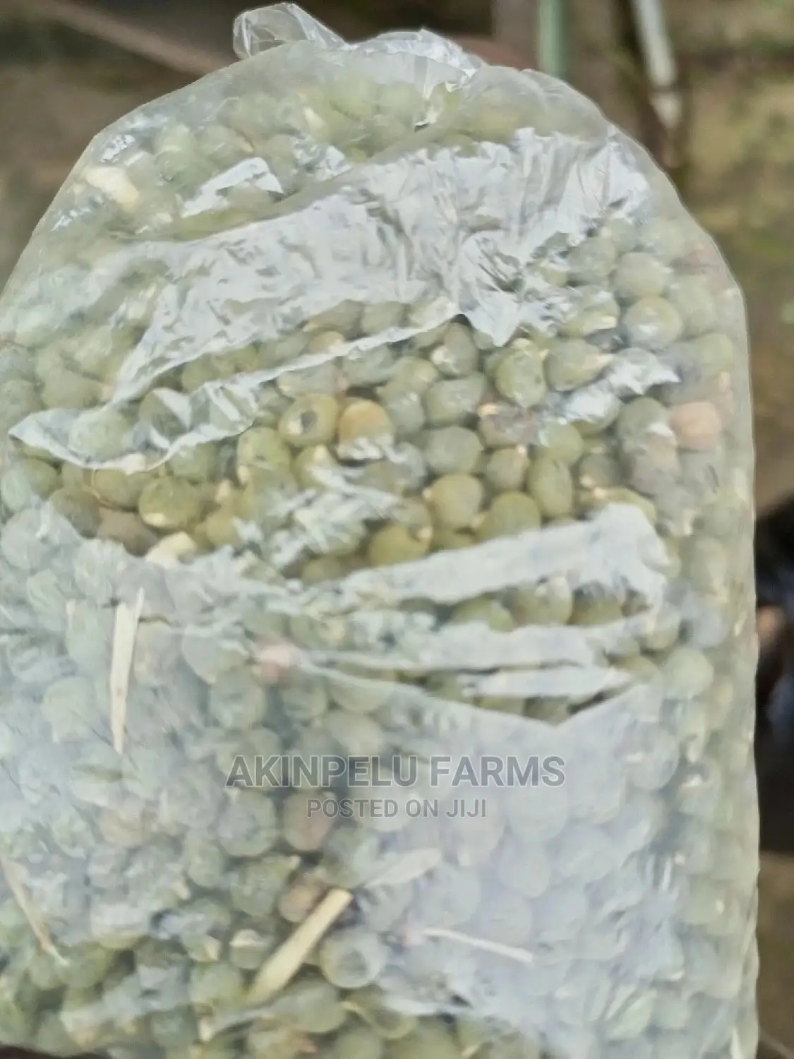 Organic Okro Seed With Higher Germination Percentage.
