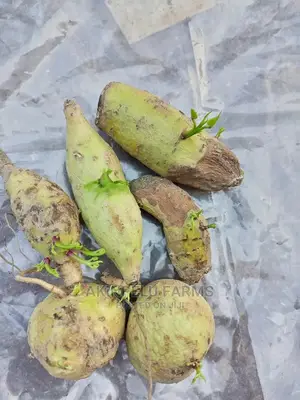 Potato Sprout.