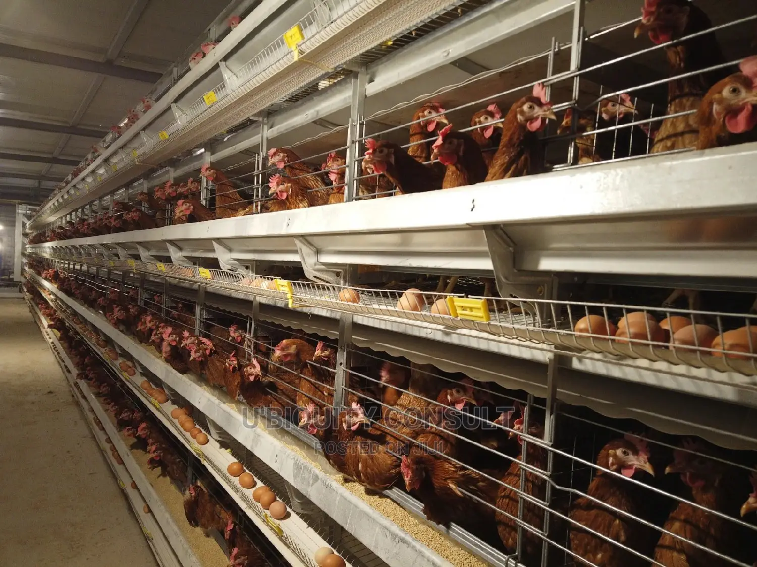 Battery Cage