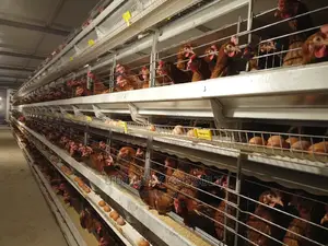 Battery Cage