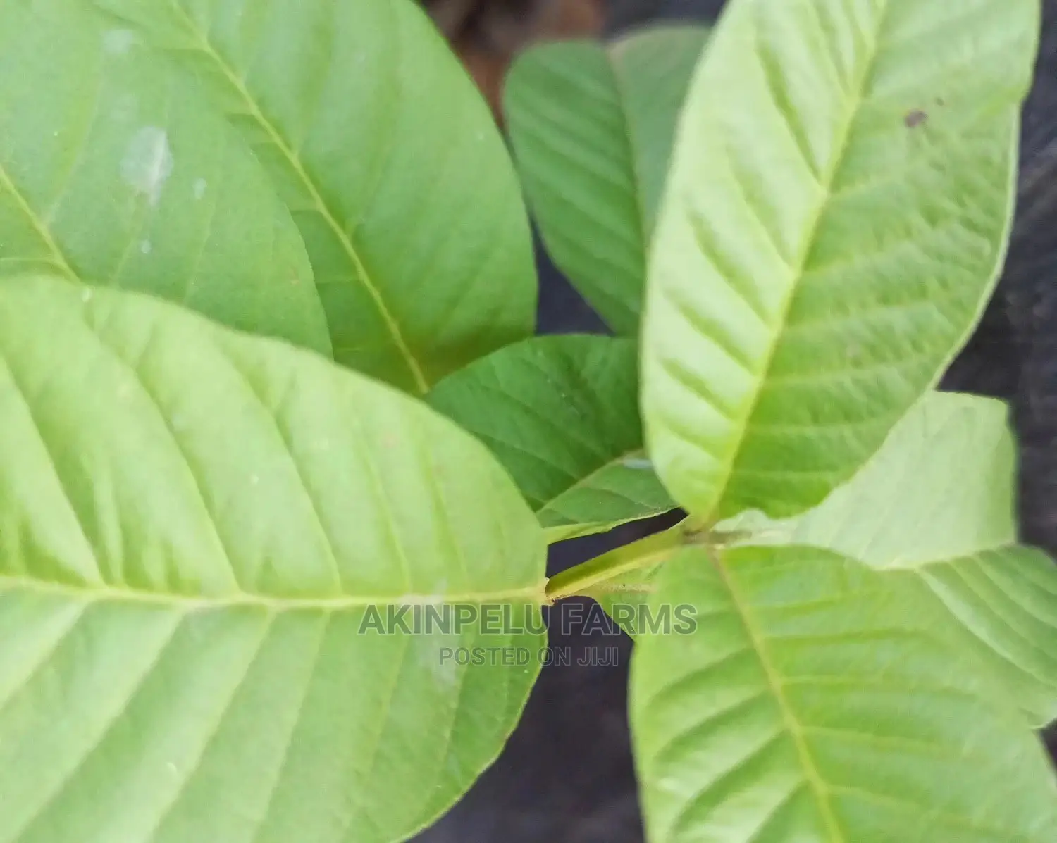 Hybrid Dwarf Guava