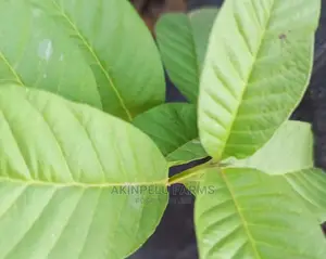 Hybrid Dwarf Guava