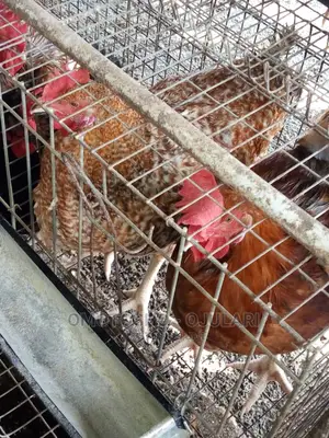 Noiler's Chicken