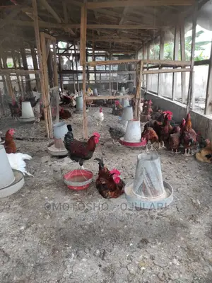 Noiler's Chicken