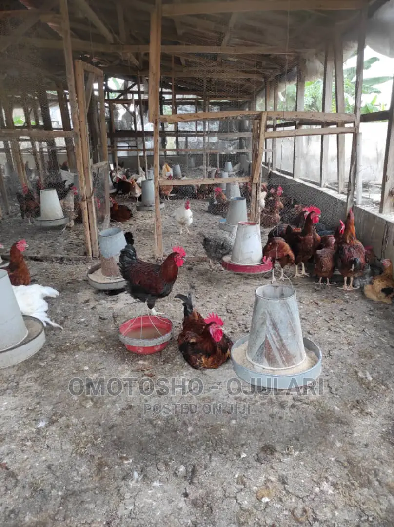 Noiler's Chicken