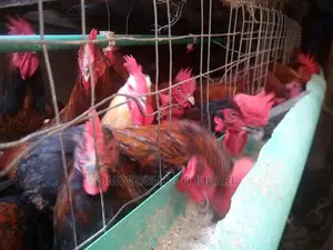 Noiler's Chicken