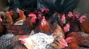 Noiler's Chicken