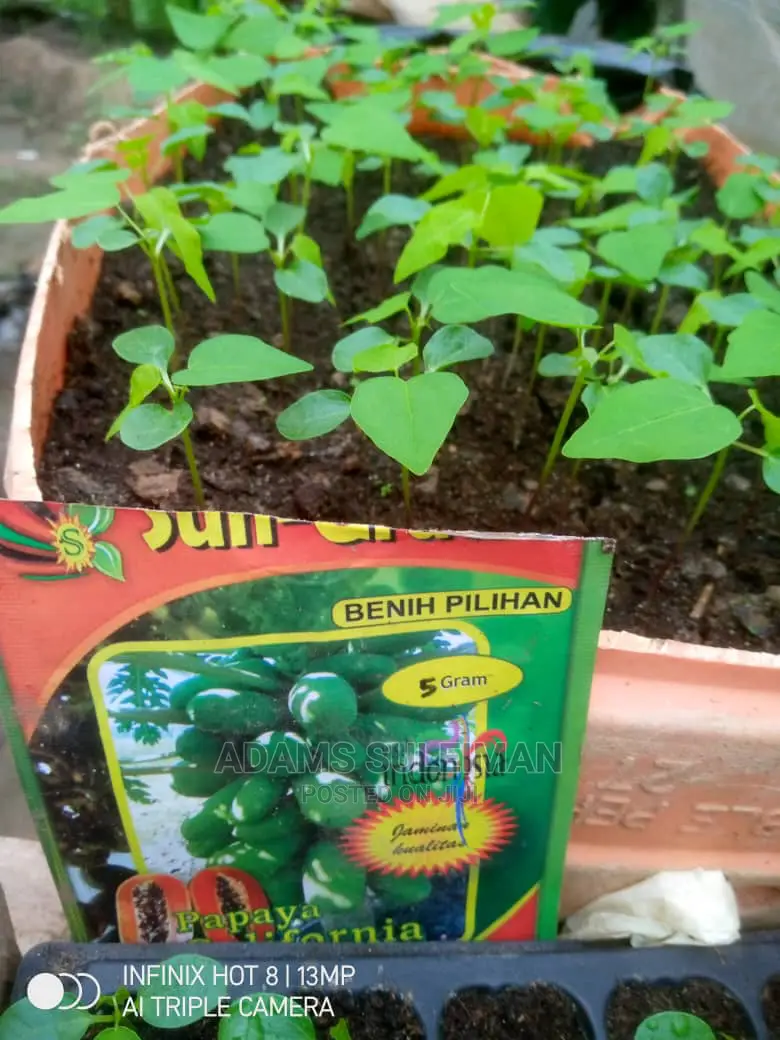 Pawpaw Seed (Dwarf Hybrid)