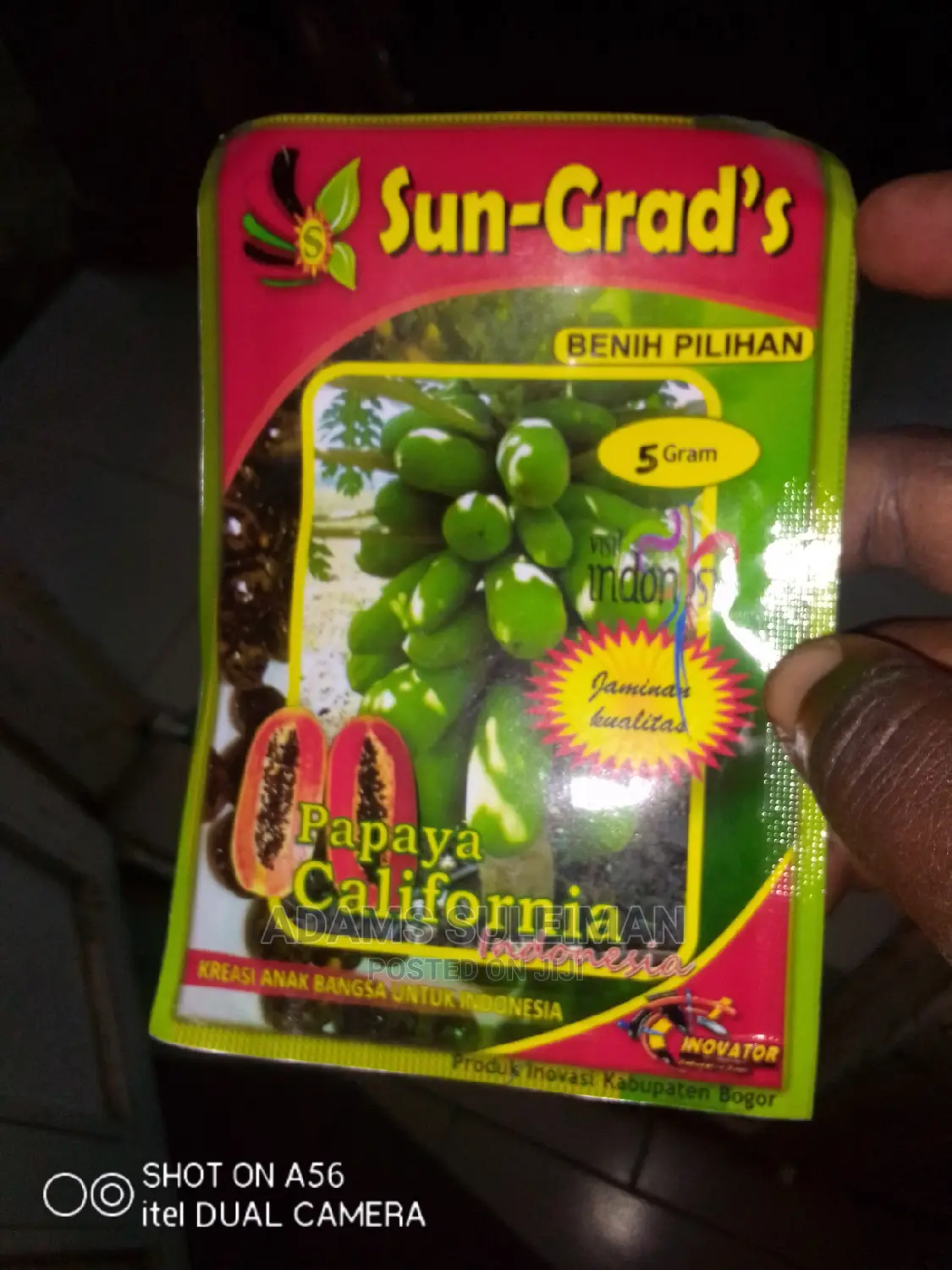 Pawpaw Seed (Dwarf Hybrid)