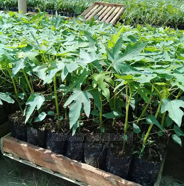 Pawpaw Seed (Dwarf Hybrid)
