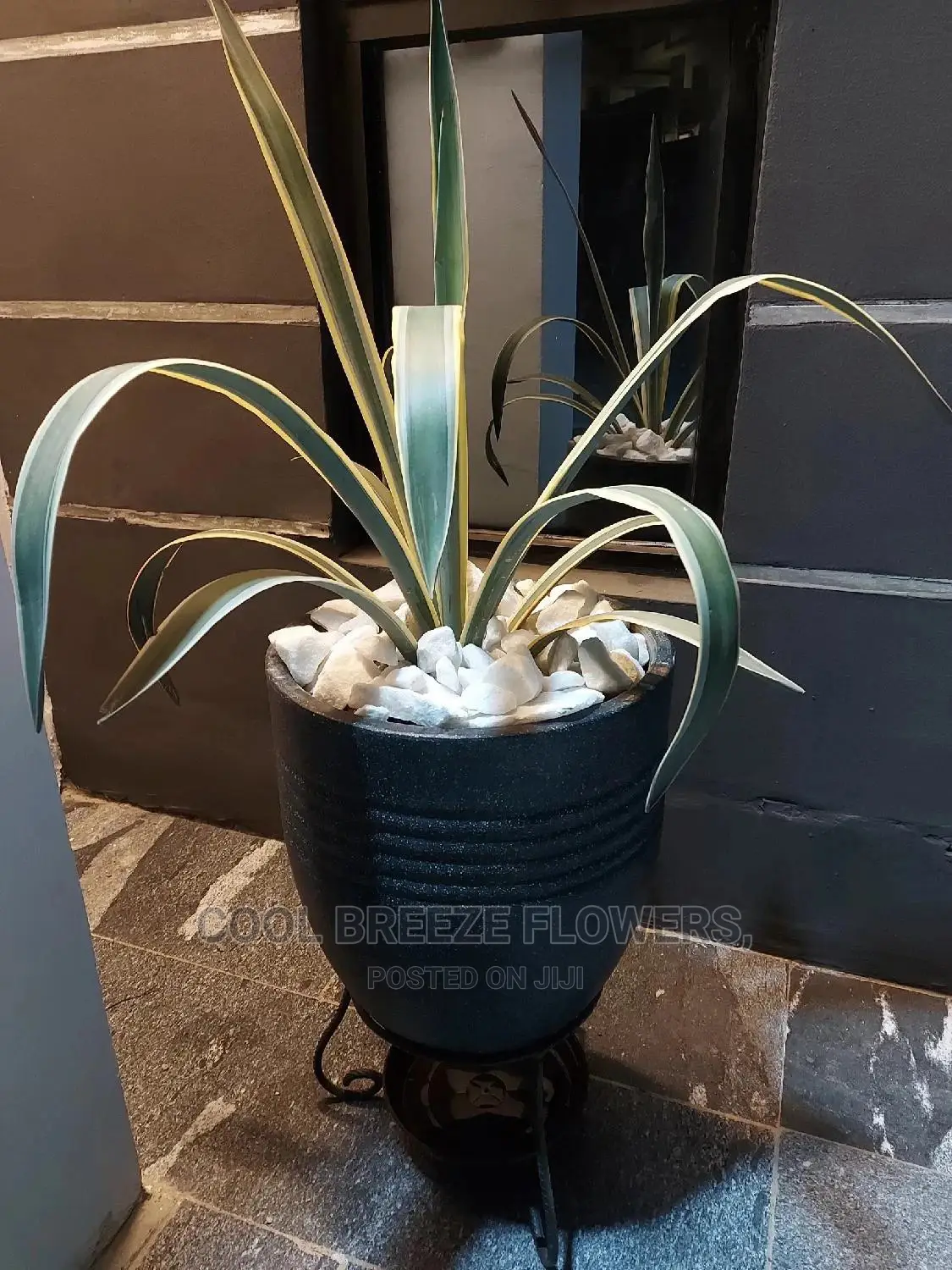 Indoors FLOWER Beautification