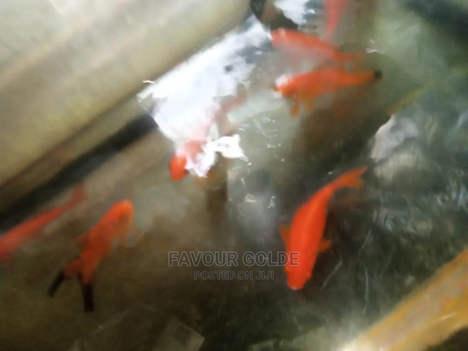 Golden Fish