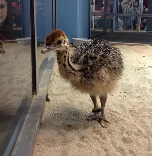 A Pair of Ostrich Chicks for Sale