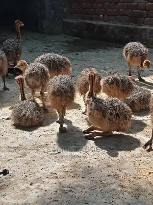 A Pair of Ostrich Chicks for Sale