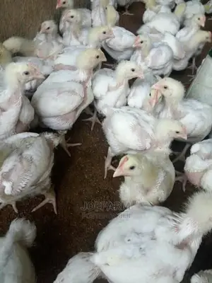 Broiler 4wks