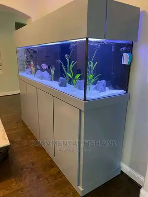 Exotic Aquarium Fish Tank
