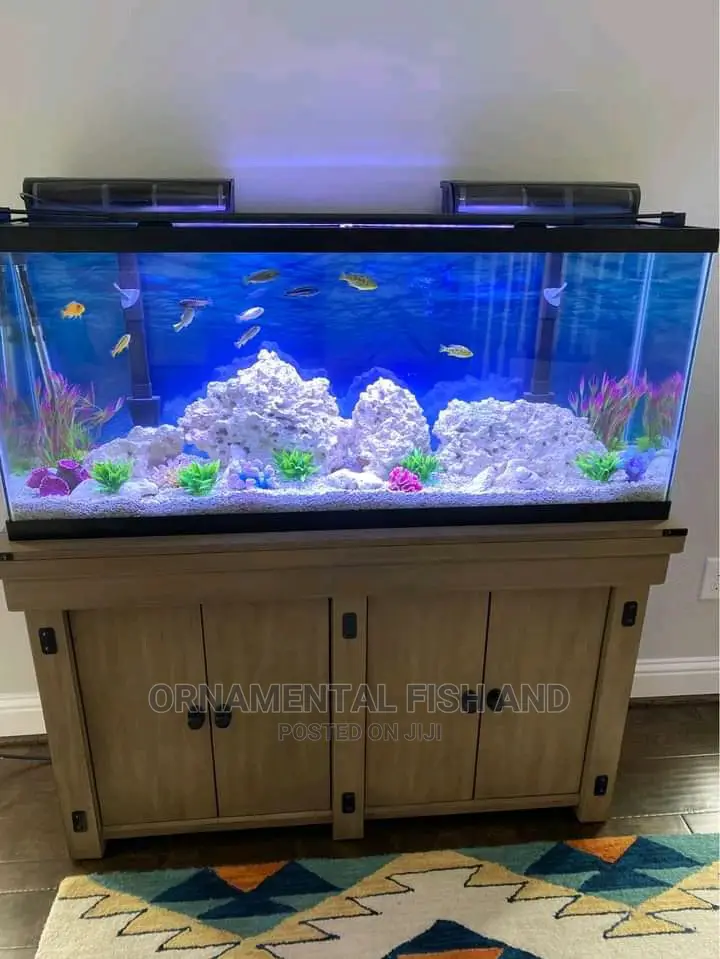 Exotic Aquarium Fish Tank