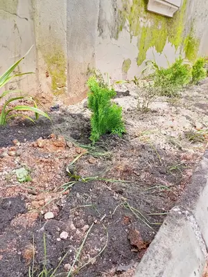 Flower Beautification