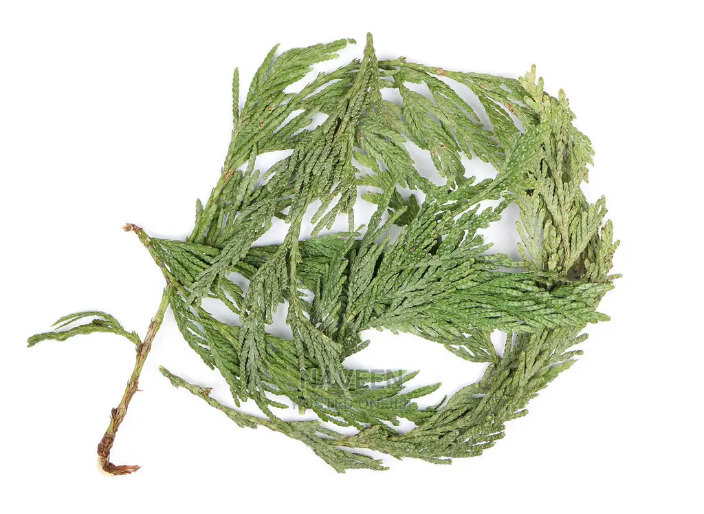 Cedar Leaf -100g