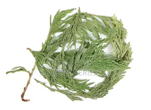 Cedar Leaf -100g